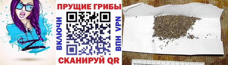 закладки  Большой Камень  Галлюциногенные грибы Cubensis 